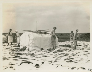 Image of Spreading codfish